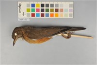 藏品(赤腹鶇)的圖片